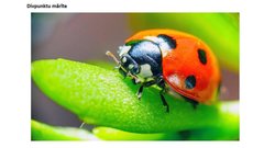 Prezentācija 'Mana Latvija', 57.