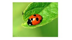 Prezentācija 'Mana Latvija', 58.