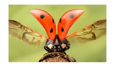 Prezentācija 'Mana Latvija', 59.