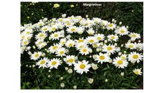 Prezentācija 'Mana Latvija', 61.