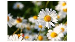 Prezentācija 'Mana Latvija', 62.