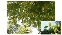 Prezentācija 'Mana Latvija', 65.