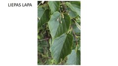 Prezentācija 'Mana Latvija', 66.