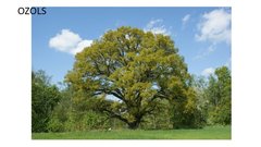 Prezentācija 'Mana Latvija', 69.