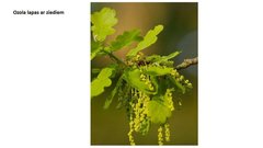 Prezentācija 'Mana Latvija', 70.