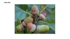 Prezentācija 'Mana Latvija', 71.