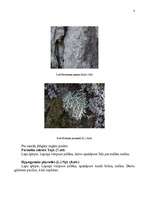 Konspekts 'Ķērpji', 8.