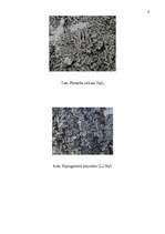 Konspekts 'Ķērpji', 9.