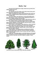 Referāts 'Augu biocenoze jauktu koku mežos', 4.