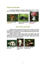 Referāts 'Sēņu daudzveidība', 8.