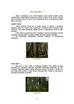 Referāts 'Sēņu daudzveidība', 13.