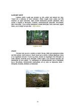 Referāts 'Sēņu daudzveidība', 14.