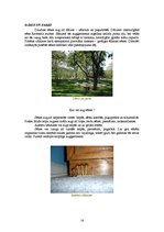 Referāts 'Sēņu daudzveidība', 16.