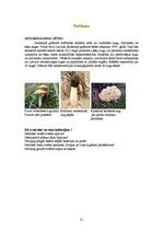 Referāts 'Sēņu daudzveidība', 31.