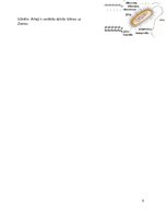 Konspekts 'Dzīvo organismu klasifikācija', 5.