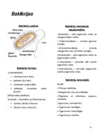 Konspekts 'Dzīvo organismu klasifikācija', 6.
