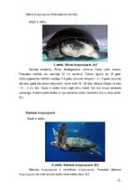 Referāts 'Bruņurupuči', 9.