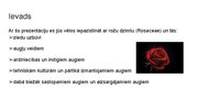 Prezentācija 'Rožu dzimta', 2.