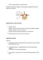 Konspekts 'Mugurkaula kakla daļa', 4.