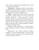 Konspekts 'Cilvēku rases', 5.