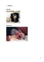 Referāts 'Aktuālākās problēmas dzīvnieku aizsardzībā pasaulē', 42.