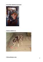 Referāts 'Aktuālākās problēmas dzīvnieku aizsardzībā pasaulē', 44.