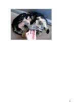 Referāts 'Aktuālākās problēmas dzīvnieku aizsardzībā pasaulē', 45.