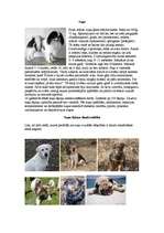 Referāts 'Mājdzīvnieki', 2.