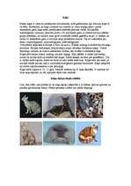 Referāts 'Mājdzīvnieki', 3.