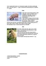 Referāts 'Mājdzīvnieki', 6.