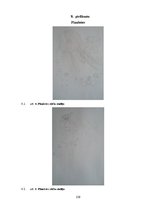 Diplomdarbs 'Bērnu grāmatu dizaina grafiskās iespējas', 129.