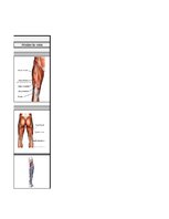 Konspekts 'Ceļa locītavu kustībās iesaistītie muskuļi', 3.