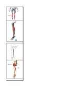 Konspekts 'Ceļa locītavu kustībās iesaistītie muskuļi', 4.