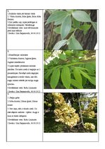 Prezentācija 'Koku lapu herbārijs', 1.