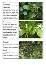 Prezentācija 'Koku lapu herbārijs', 2.