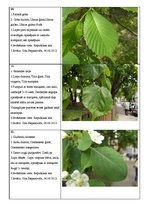 Prezentācija 'Koku lapu herbārijs', 4.