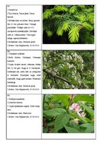 Prezentācija 'Koku lapu herbārijs', 5.