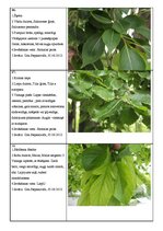 Prezentācija 'Koku lapu herbārijs', 6.