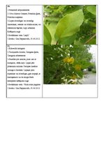 Prezentācija 'Koku lapu herbārijs', 7.
