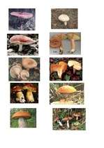 Konspekts 'Integrētā diena 4.klasei. Sēnes', 11.