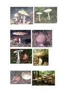 Konspekts 'Integrētā diena 4.klasei. Sēnes', 12.