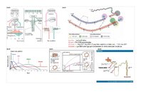 Konspekts 'Farmakoloģija. Audu metabolisms un attēli', 18.