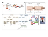 Konspekts 'Farmakoloģija. Audu metabolisms un attēli', 19.
