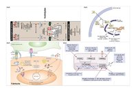 Konspekts 'Farmakoloģija. Audu metabolisms un attēli', 20.