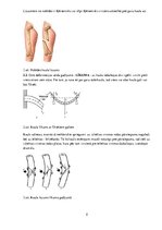Konspekts 'Kaulu biomehānika', 2.