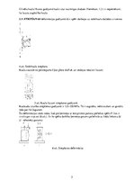 Konspekts 'Kaulu biomehānika', 3.