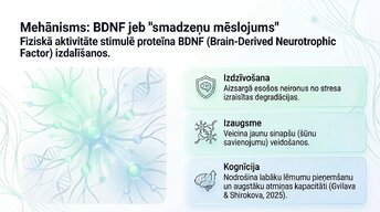 Prezentācija 'Veselīgu rutīnu ietekme uz fokusu un kognitīvo produktivitāti', 8.
