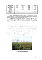 Referāts 'Vējauzas ķīmiskās apkarošanas iespējas graudaugu sējumos', 9.