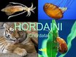Prezentācija 'Hordaiņu tipa raksturojums', 1.