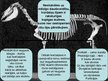 Prezentācija 'Hordaiņu tipa raksturojums', 3.